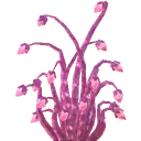 Pink Antelight