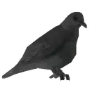 Garden Bird