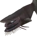 Darkwater Fish