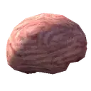Human Brain