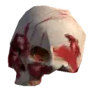 Human Skull