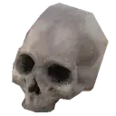 Polished Human Skull