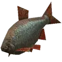 Rudd Fish