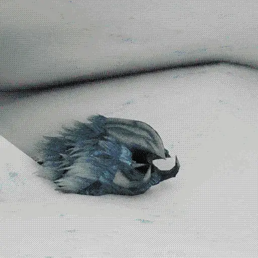 Snow Pest